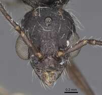 Image of Aphaenogaster tinauti Cagniant 1992