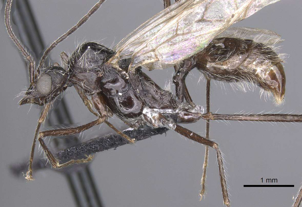 Image of Aphaenogaster tinauti Cagniant 1992