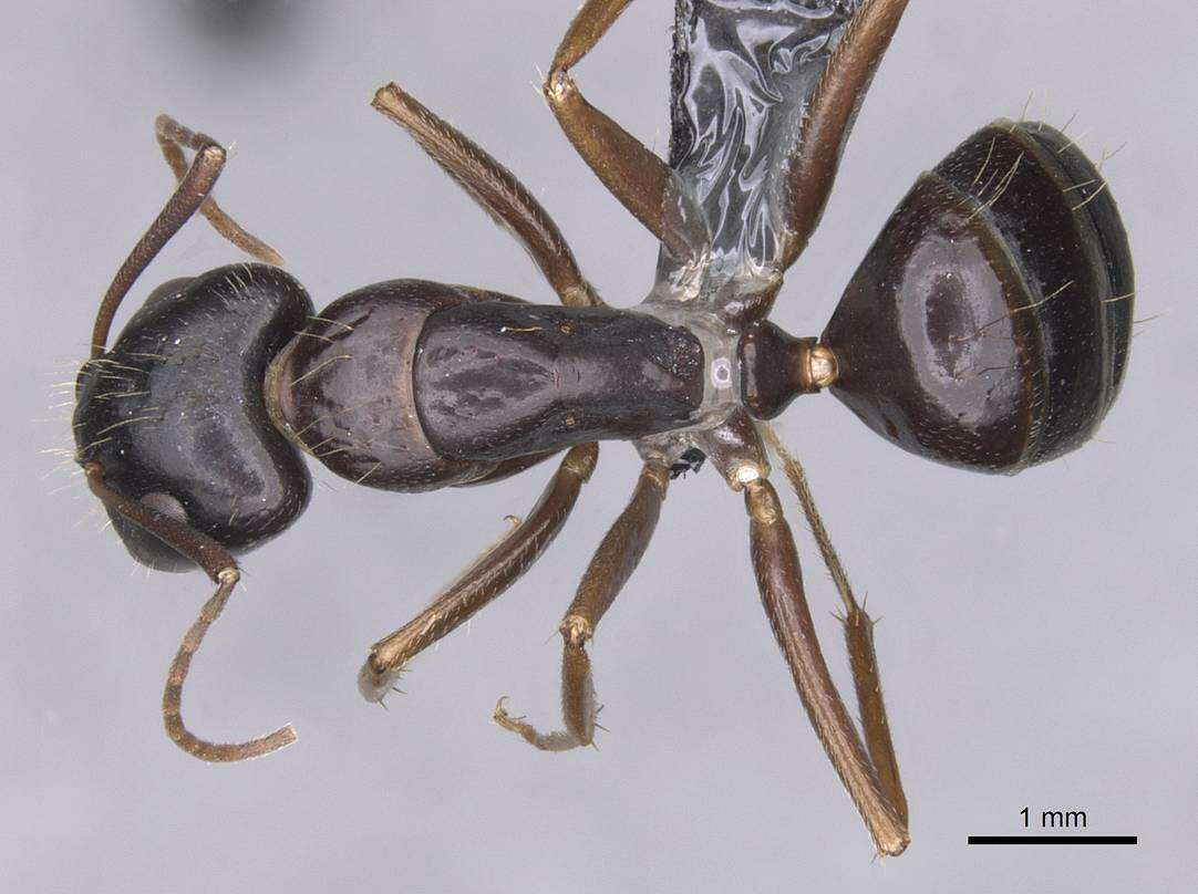 Image of <i>Camponotus sannini</i>