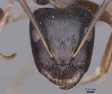 Image of <i>Camponotus sannini</i>