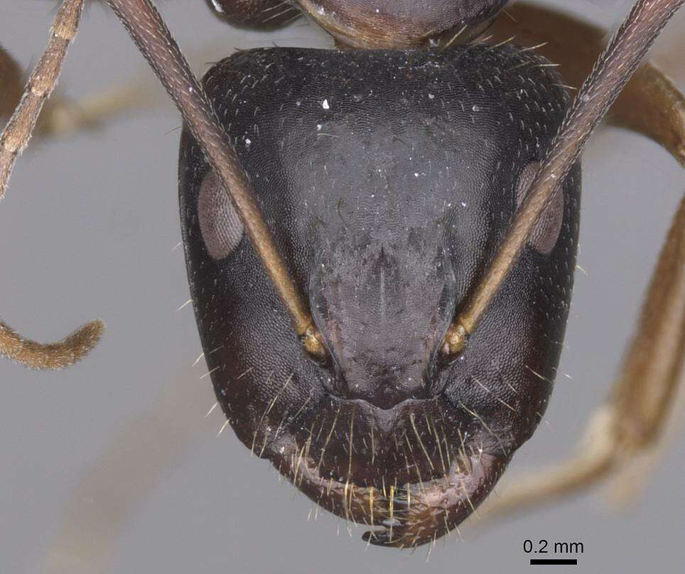 Image of <i>Camponotus sannini</i>