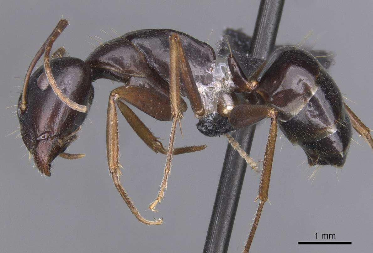 Image of <i>Camponotus sannini</i>