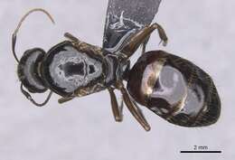 Image of <i>Camponotus sannini</i>