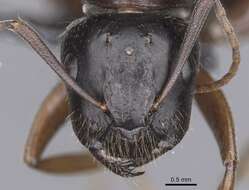 Image of <i>Camponotus sannini</i>