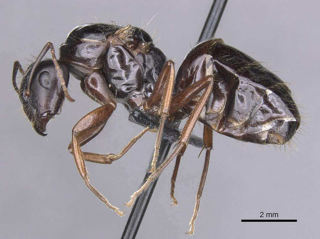 Image of <i>Camponotus sannini</i>