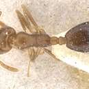 Слика од Monomorium demisum Santschi 1936