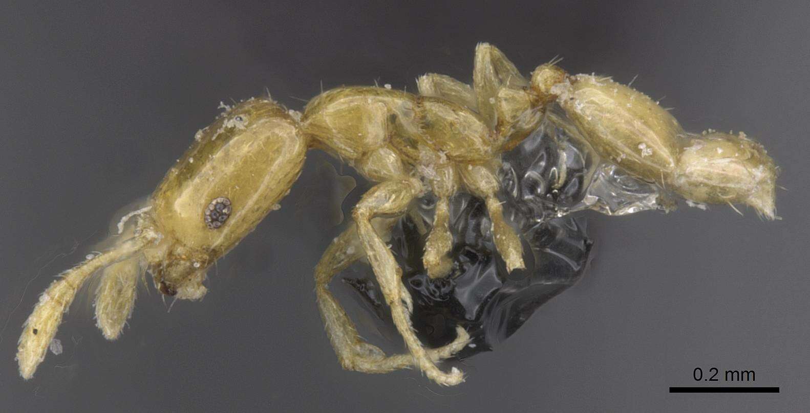 Слика од Monomorium mictilis