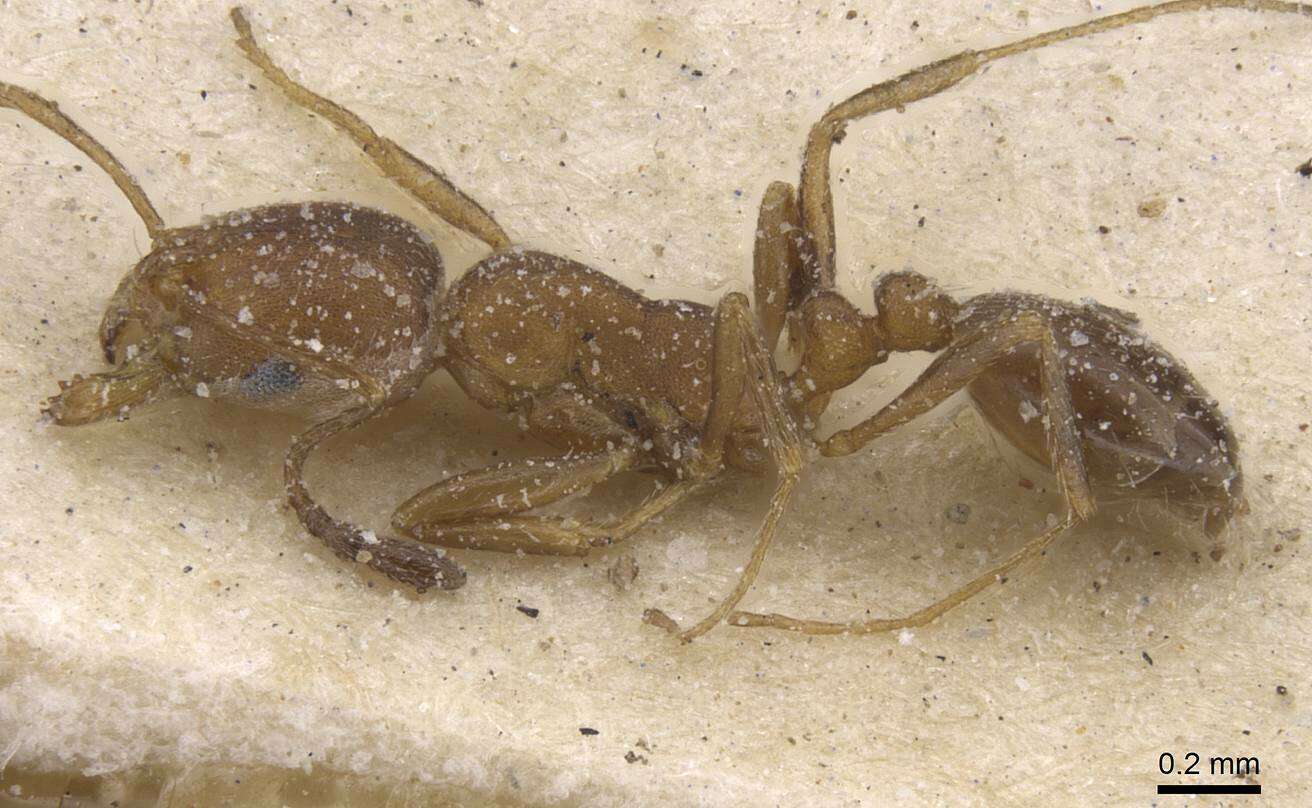 Monomorium notulum Forel 1910的圖片