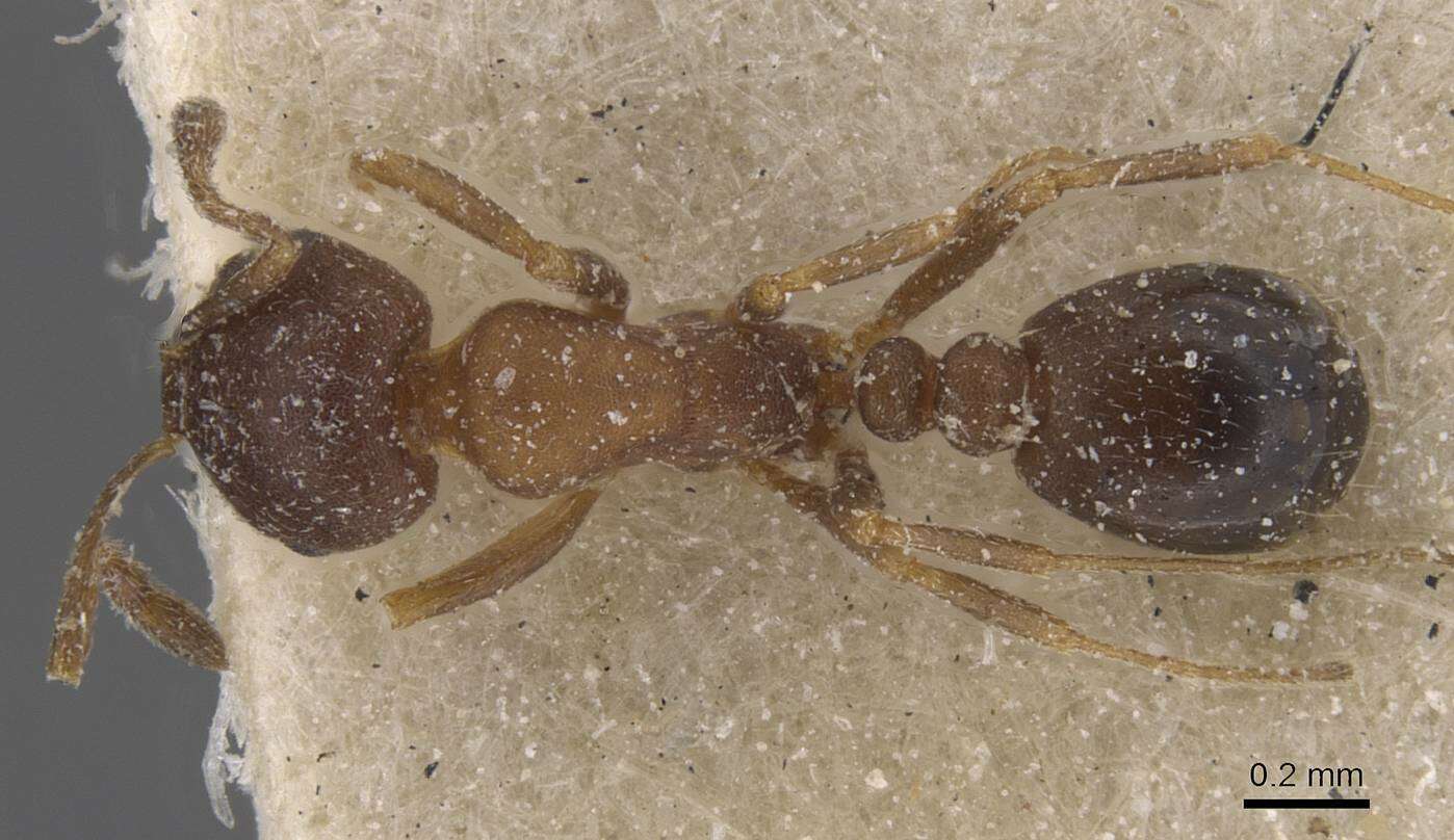 Monomorium notulum Forel 1910的圖片