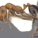 Monomorium marmule的圖片