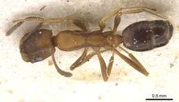 Monomorium personatum Santschi 1937的圖片