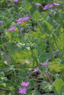 Imagem de Erodium malacoides (L.) L'Her.