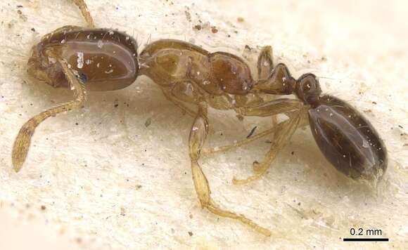 Image of Monomorium pulchrum Santschi 1926