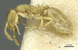 Monomorium zulu Santschi 1914的圖片