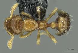 Image of Solenopsis brevicornis Emery 1888