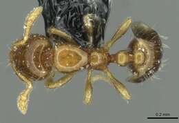 Слика од Solenopsis brevicornis Emery 1888