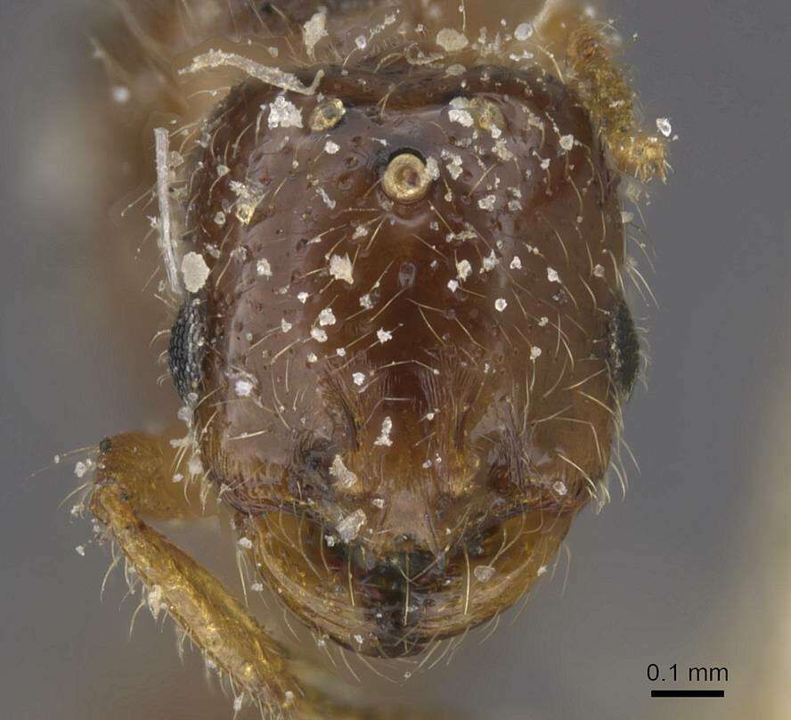 صورة Solenopsis kabylica Santschi 1934