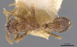 Image of Fire ant