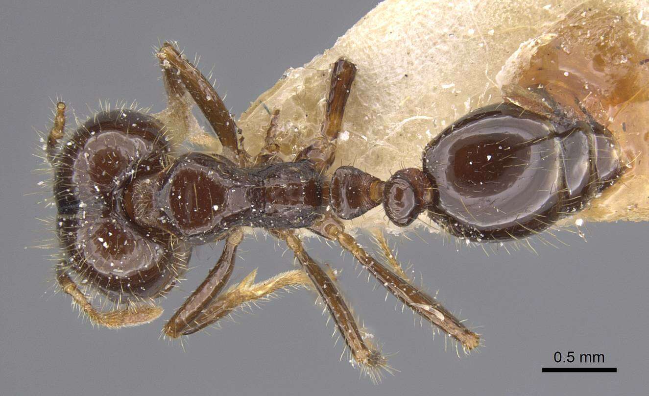 Image of Fire ant