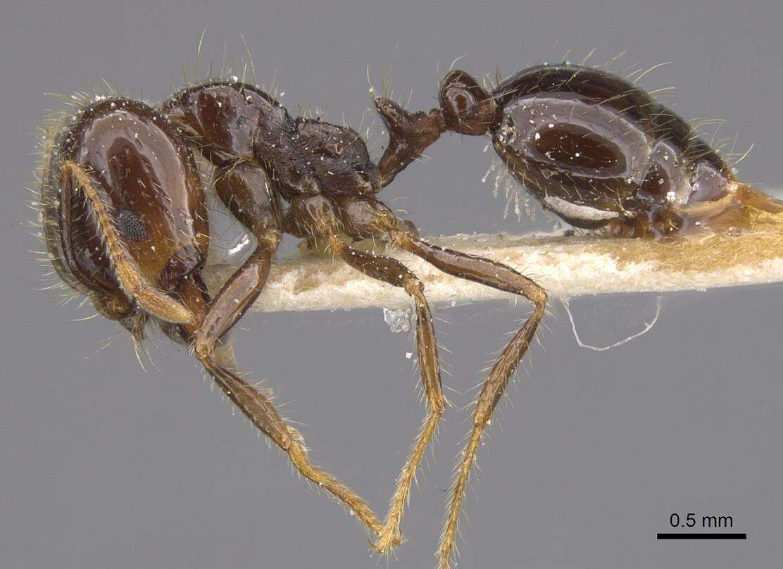 Image of Fire ant