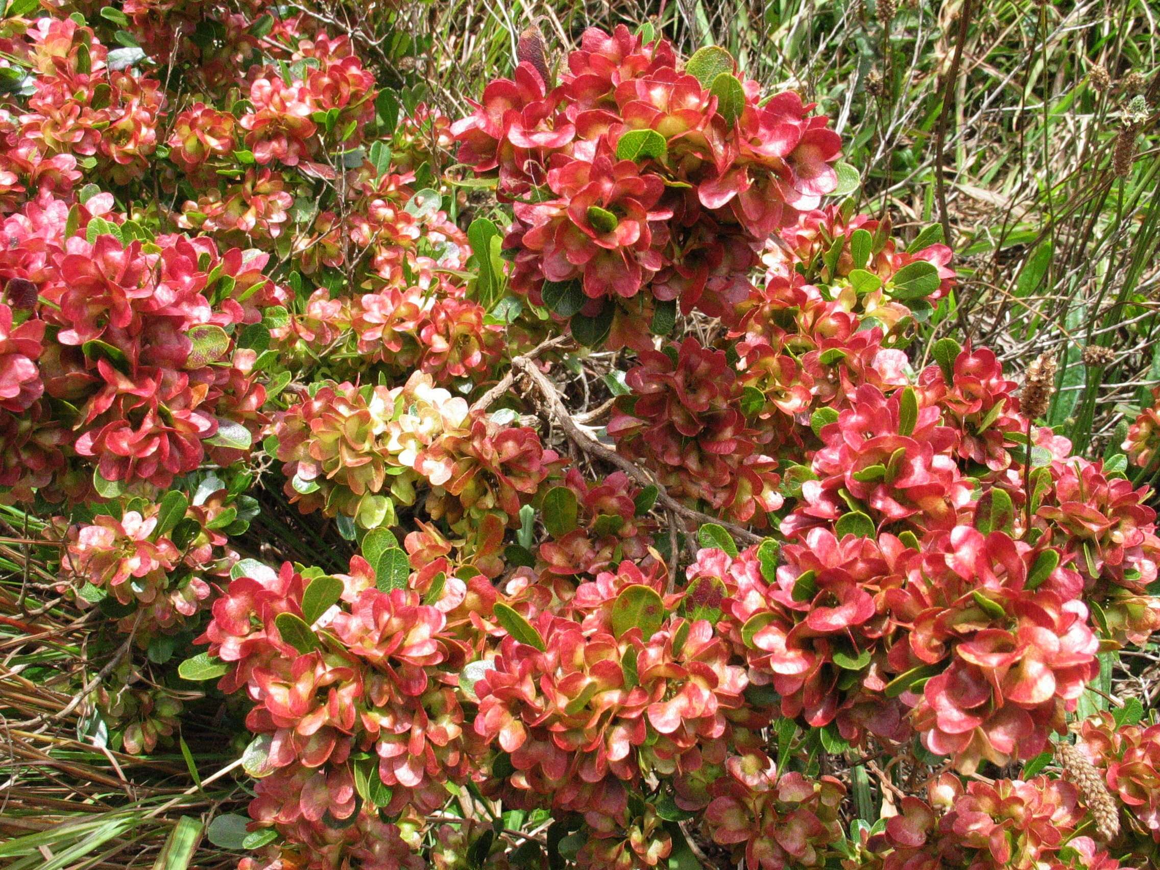 Image of Florida hopbush