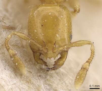 Image of Solenopsis joergenseni Santschi 1919