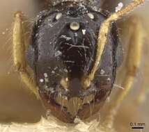 Image of Solenopsis lotophaga Santschi 1911