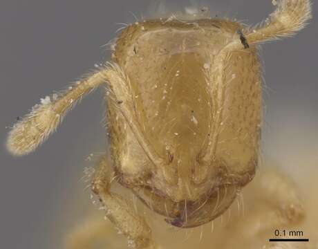 Image of Solenopsis lou Forel 1902