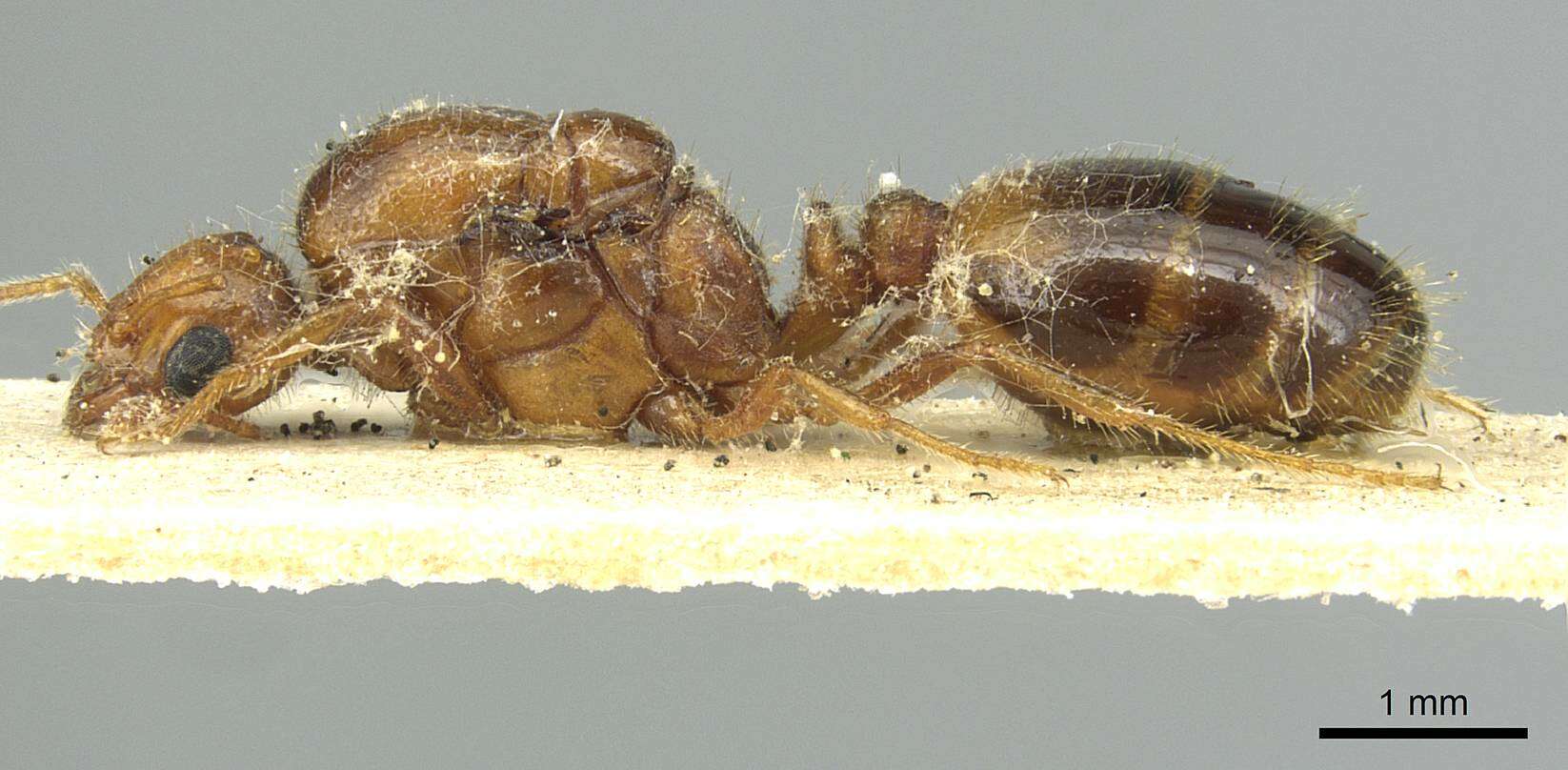 Image de Solenopsis pythia Santschi 1934