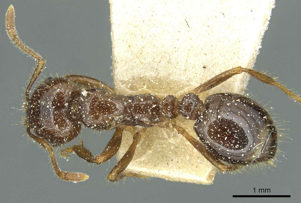 Image of Solenopsis saevissima (Smith 1855)