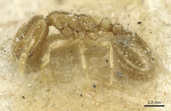 Image of Solenopsis tetracantha Emery 1906