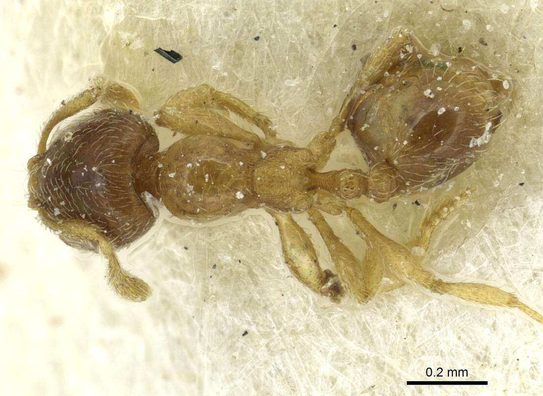 Image of Solenopsis ugandensis Santschi 1933