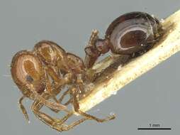 Image of Red imported fire ant