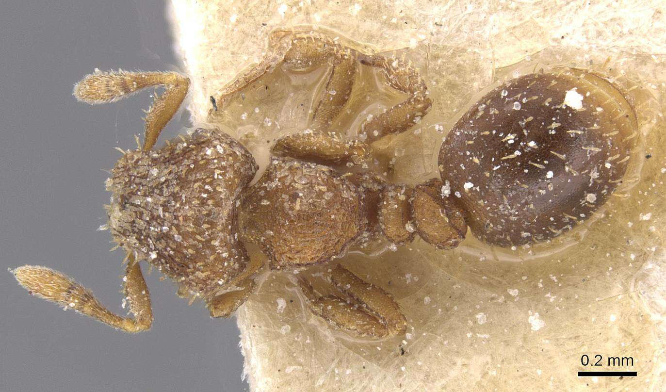 Image of Calyptomyrmex claviseta (Santschi 1914)