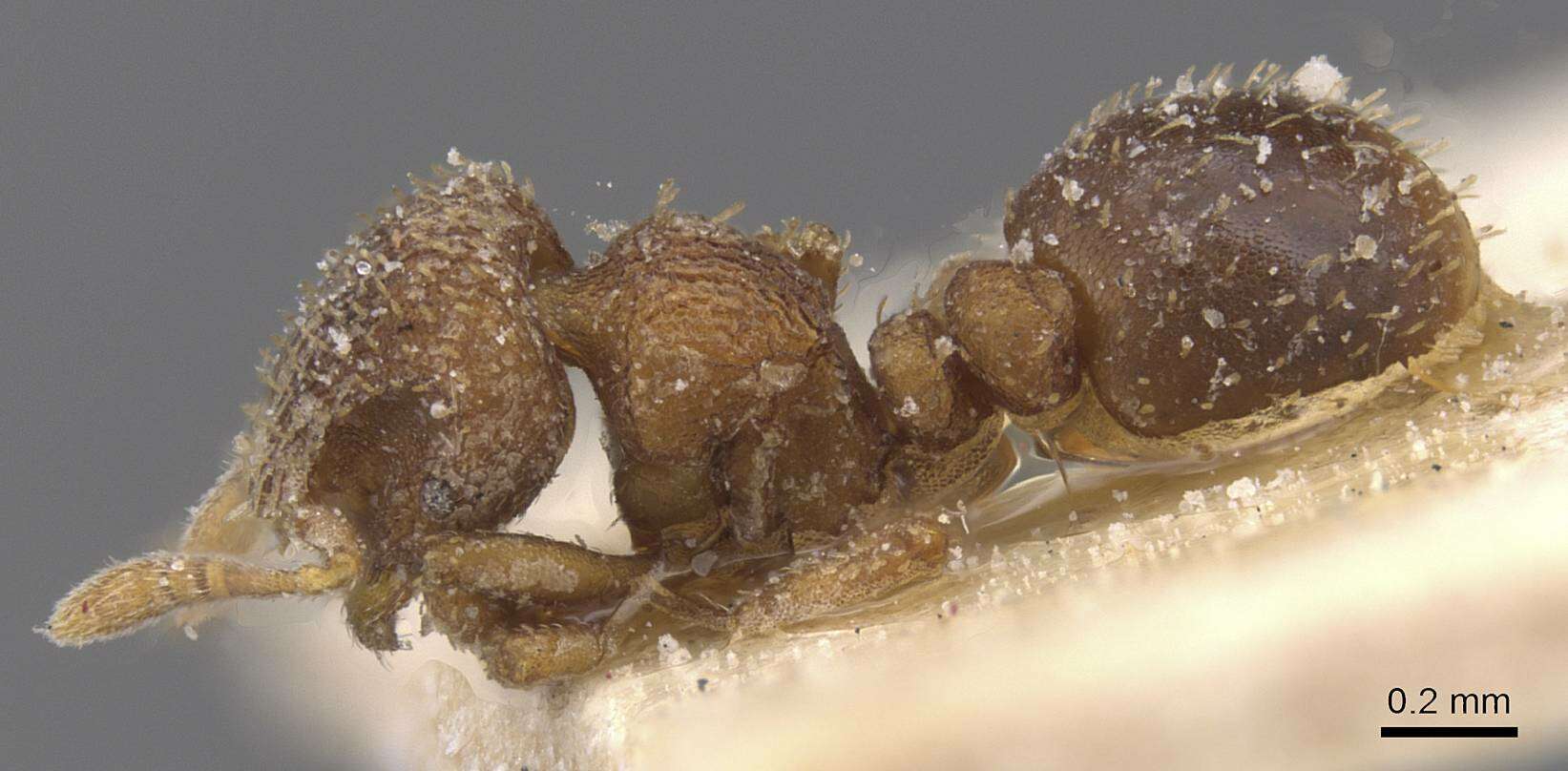 Image of Calyptomyrmex claviseta (Santschi 1914)