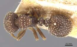 Image of Calyptomyrmex foreli Emery 1915