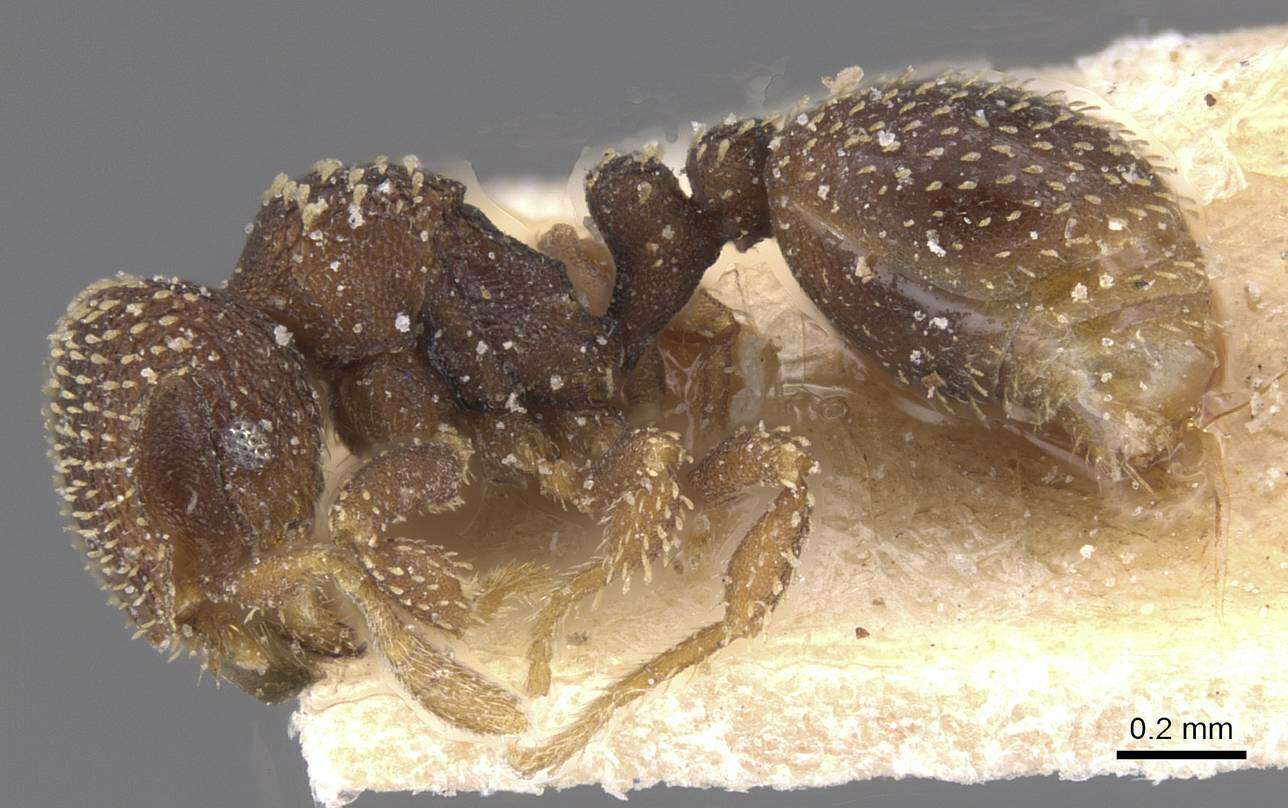 Image of Calyptomyrmex foreli Emery 1915