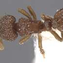 Image of Calyptomyrmex friederikae Kutter 1976