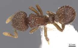 Image of Calyptomyrmex friederikae Kutter 1976