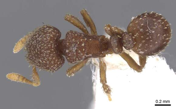 Calyptomyrmex friederikae Kutter 1976的圖片