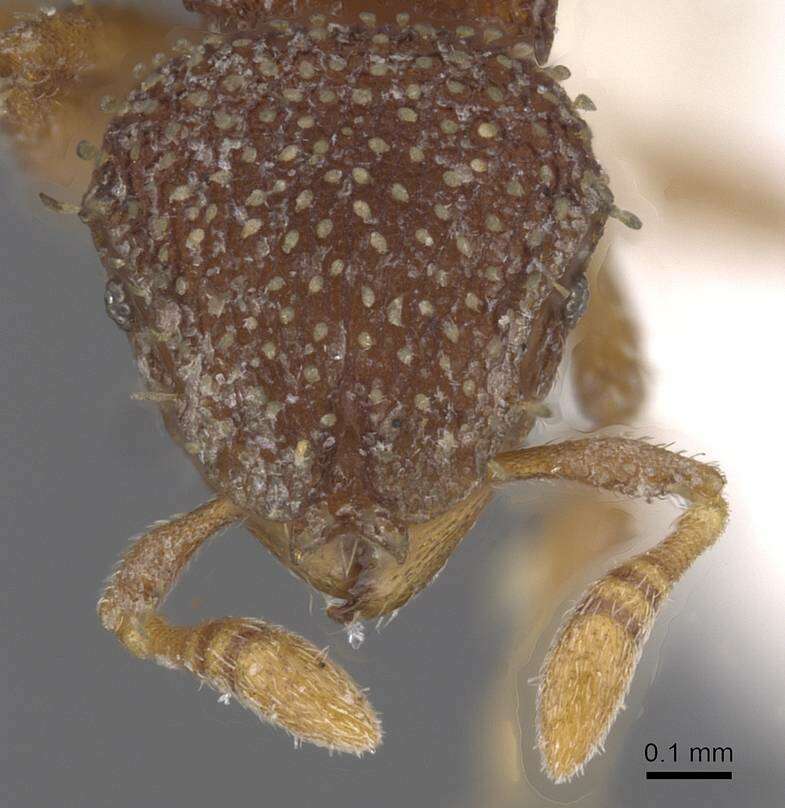 Image of Calyptomyrmex friederikae Kutter 1976