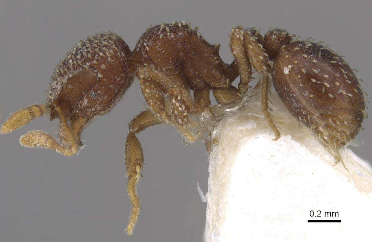 Image of Calyptomyrmex friederikae Kutter 1976