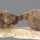 Imagem de Calyptomyrmex stellatus Santschi 1915