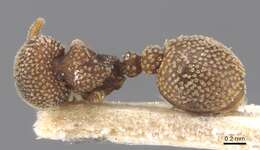 Imagem de Calyptomyrmex stellatus Santschi 1915