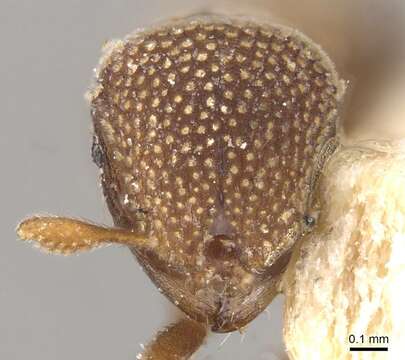 Imagem de Calyptomyrmex stellatus Santschi 1915