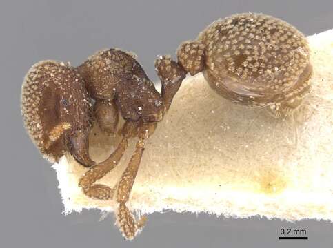 Imagem de Calyptomyrmex stellatus Santschi 1915