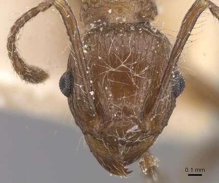 Image of Tetramorium aculeatum (Mayr 1866)