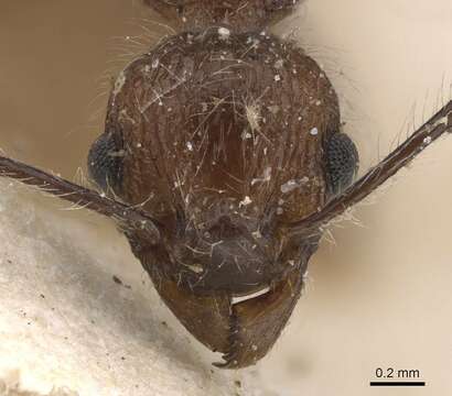 Image of Tetramorium aculeatum (Mayr 1866)