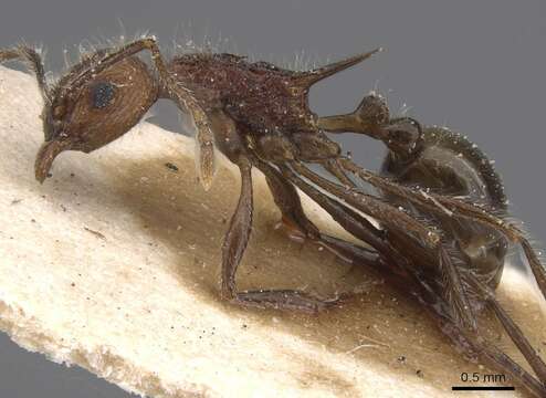 Image of Tetramorium aculeatum (Mayr 1866)