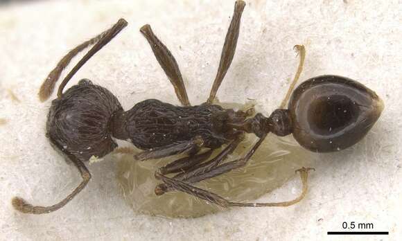 Image of Tetramorium aculeatum (Mayr 1866)